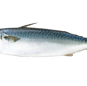 Mackerel (Khobab)